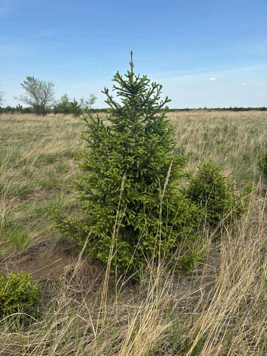 САЖЕНЦЫ ОПТОМ от 1 до 7 м