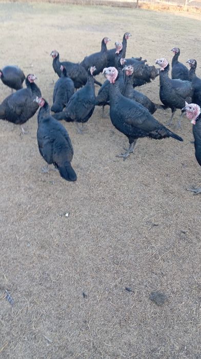 Үндік сатылады 30000