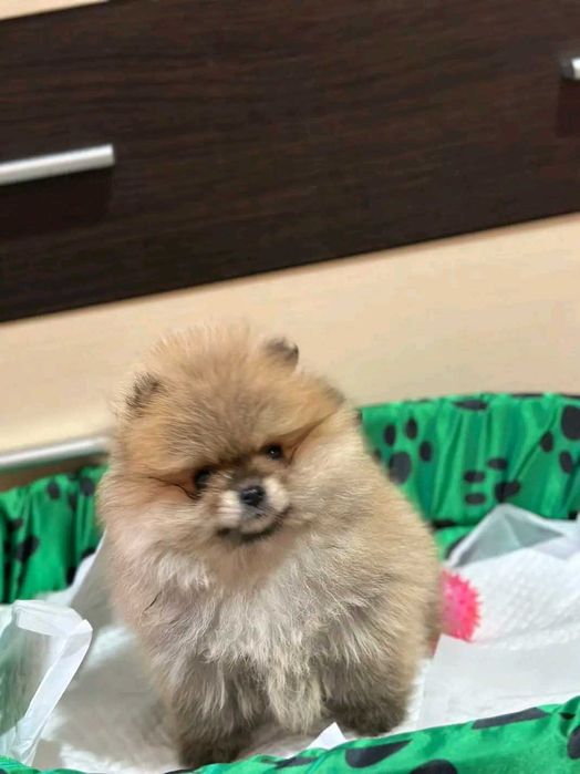 Куче померан мини