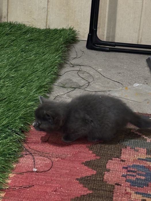 Котята ищут свой дом