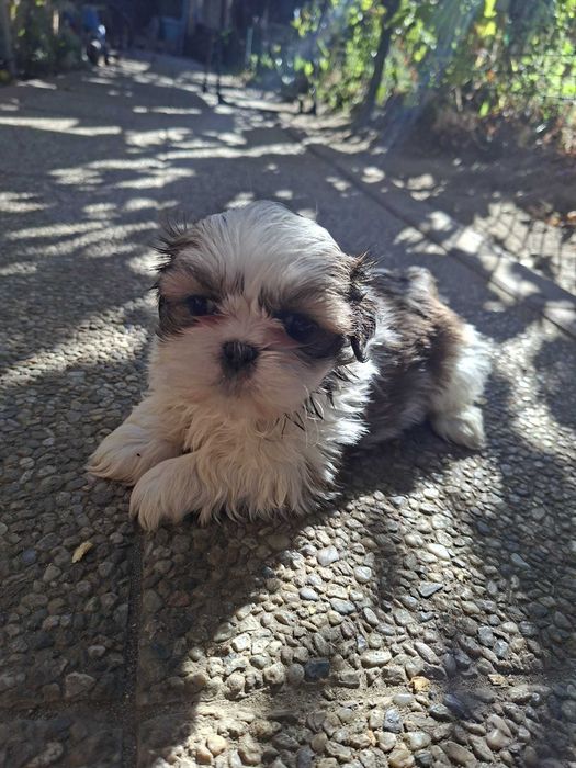 shih tzu talie mica foarte frumos rasa pura detin ambii parinti