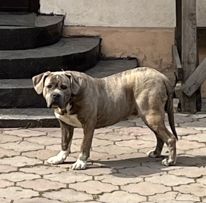 Стаффорд кобель, мощный.