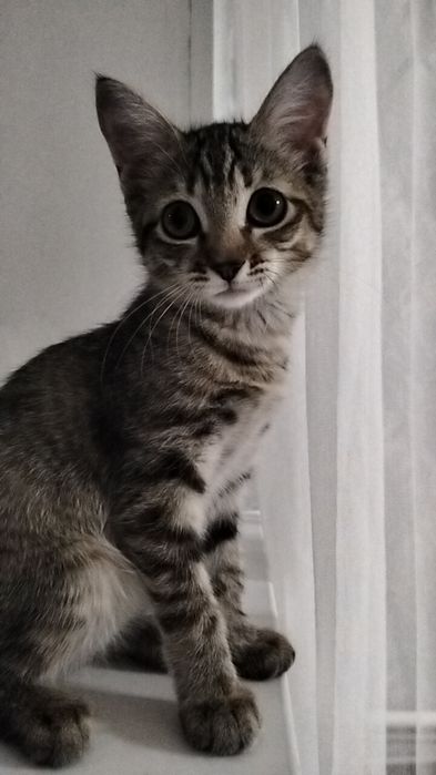 Кошечка 3-4 мецеца девочка
