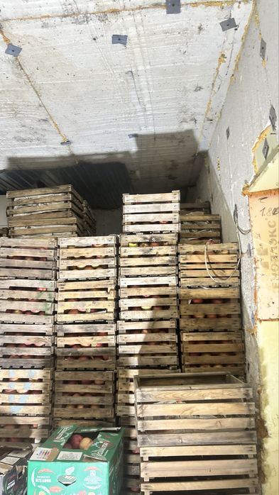 Яблоки амириканка