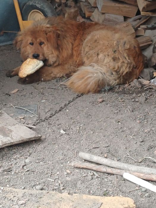 Vând femela de mastiff tibetan