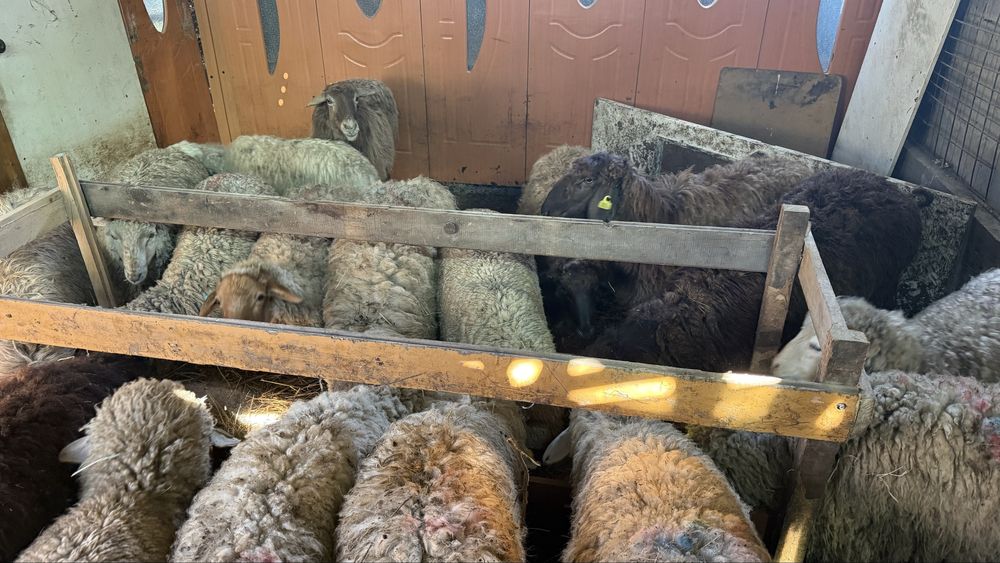 Тоқты қошқар қой бар