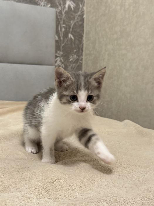 Отдам котенка в хорошие руки