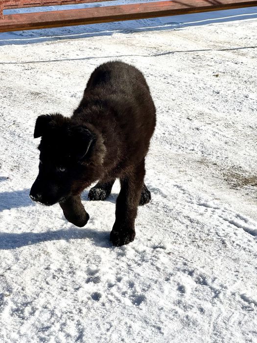 Щенок немецкой овчарки