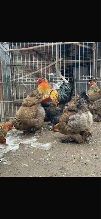 Vand familie brahma potarnichiu 2025