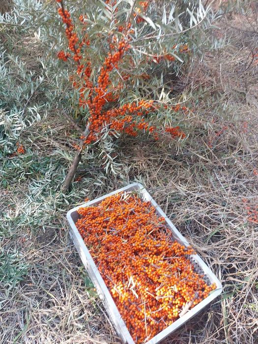 облепиха, ракитник, морски зърнастец или сибирски ананас