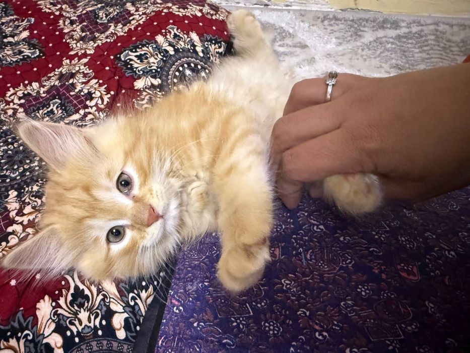 Продам котят в хорошый руки