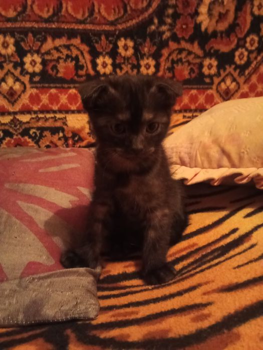 Котята вислоухие