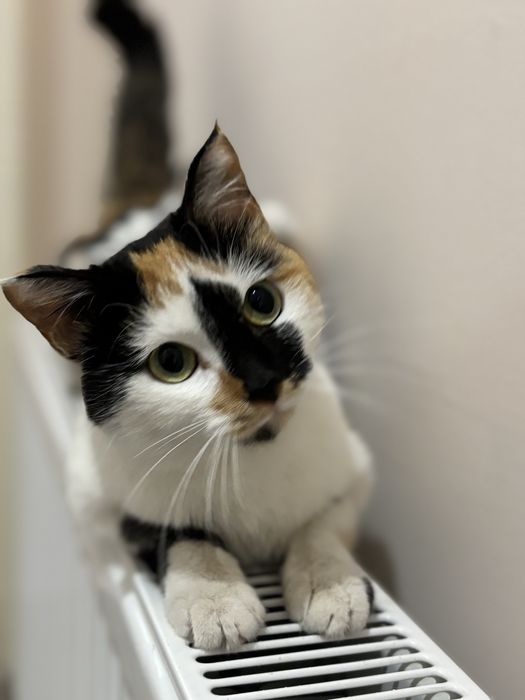 Трехцветная стерилизованная ласковая кошка ищет