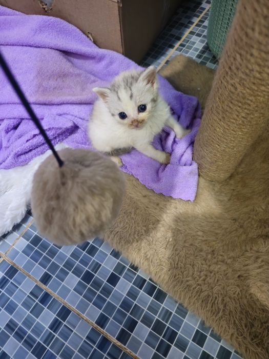 Отдам котят в добрые руки.