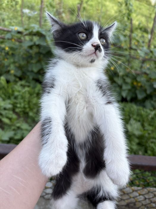 Oferim spre adoptie 3 pisici  jucause care abia astepta un camin calduros