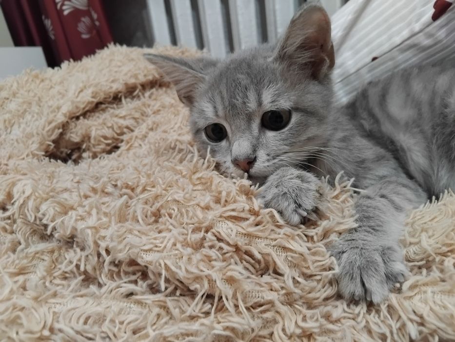 Продам котика мальчика