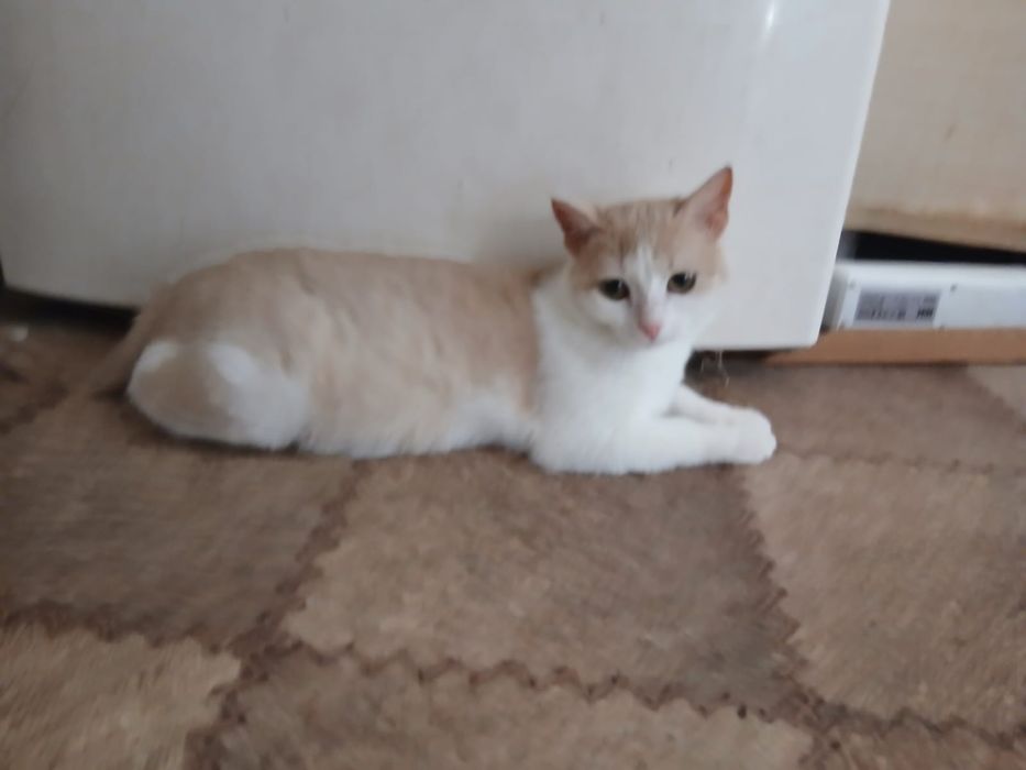 Отдам котенка  Люсю