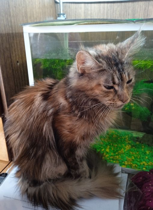 Пристраевается кошка мейн-кун