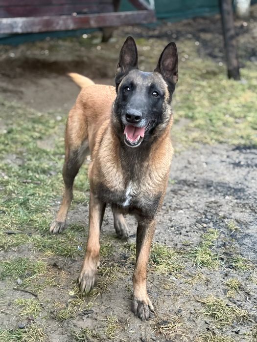 Femela ciobănesc belgian Malinois