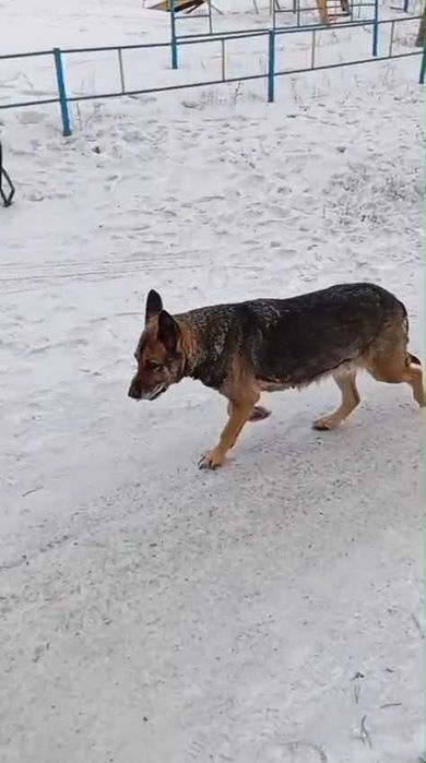 Чья овчарка? Хозяин, забери!