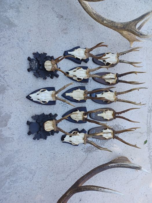Trofee caprior lot