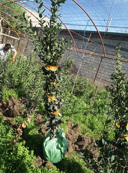 Lavrolivilost koʻchatlari hammer razmerlari mavjud