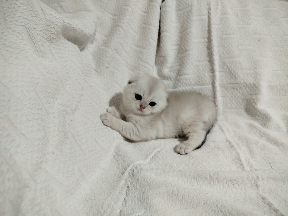 Продаются очаровательные девочки Scottish fold  и Scottish  strait.