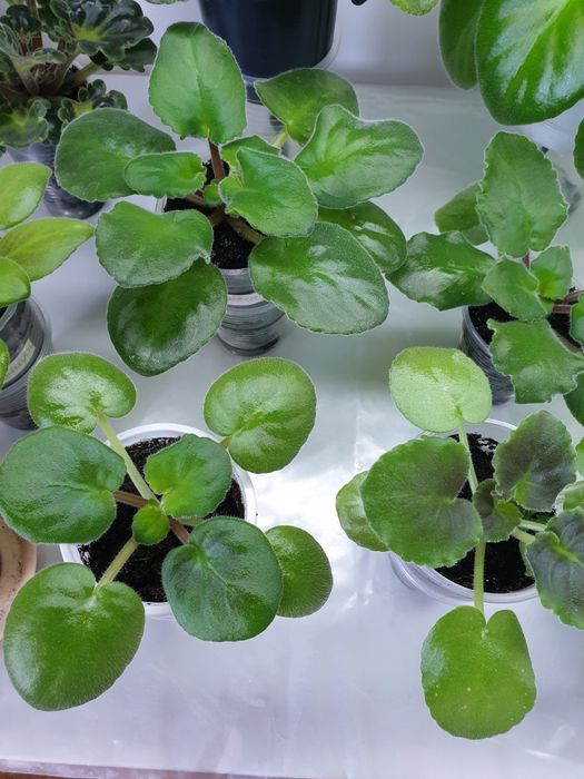 Сортовые фиалки **