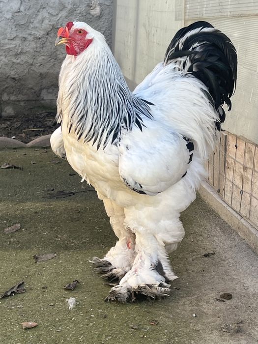 Pui Brahma Herminat Deschis HD