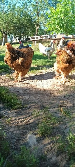 De vanzare familie 3+1 2025