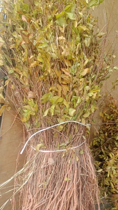 Саженцы саксаула