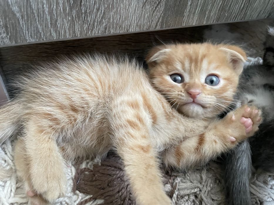 Котята  вислоухие
