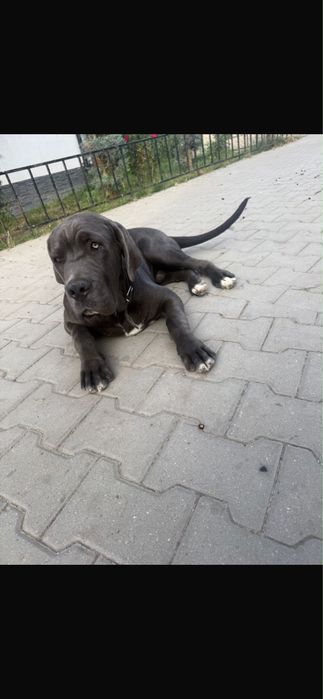 Cane Corso.