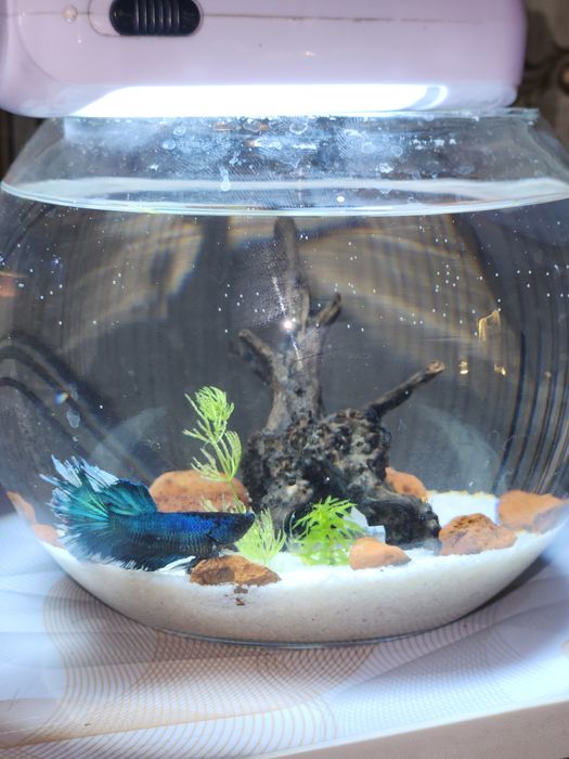 Akvarium kruglii