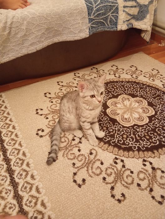 Продаётся шотландская котёнок
