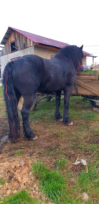 Vând cal frumos și elegant Sau schimb