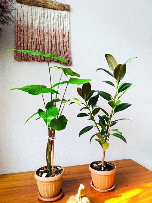 Фикус каучуконосный 60см