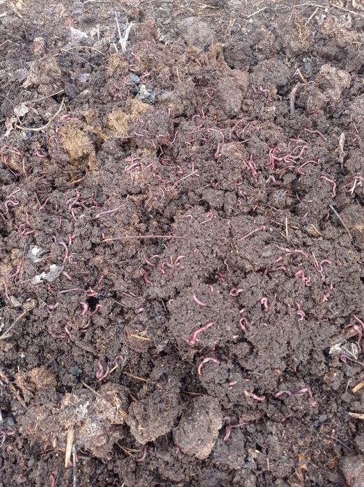 Калифорния кизил ëмгир Чувалчанг