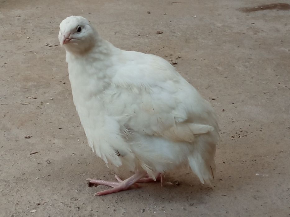 Бедана суйилади  230,270гр гача суйиб тозаланиб берилади