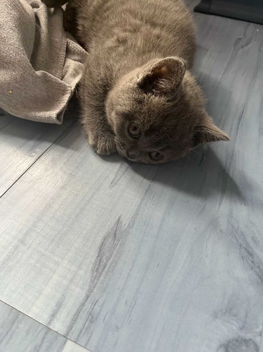 Британски късокосмести котета