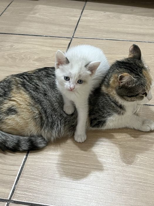 Отдам в добрые руки