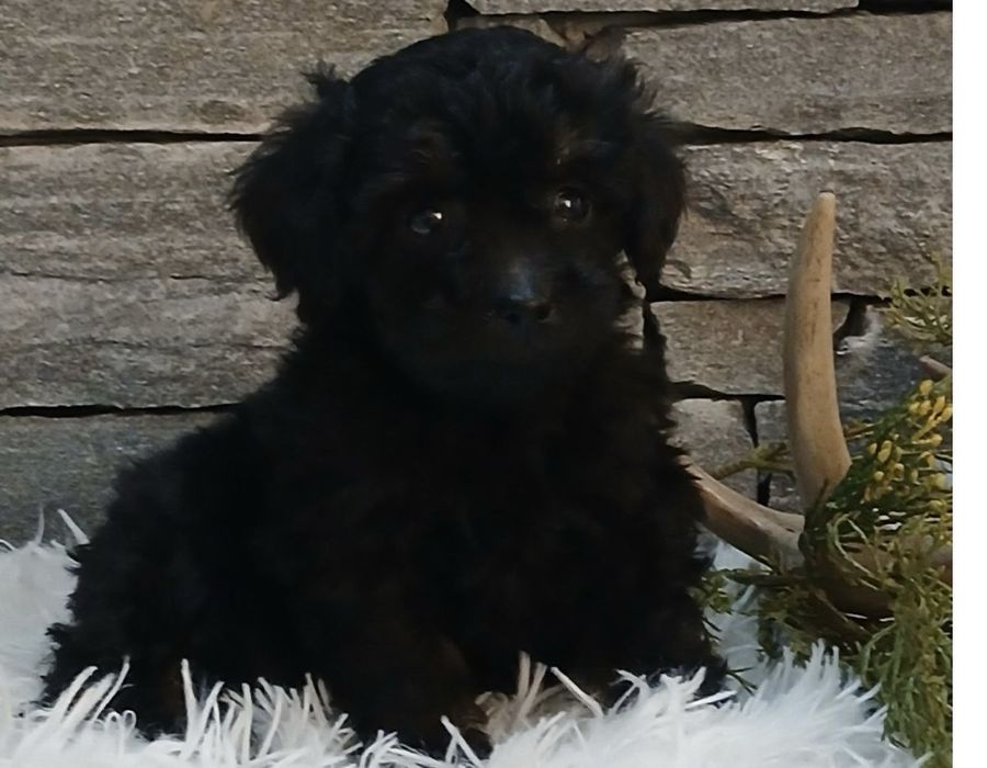 Мини пудел той пудел момиче