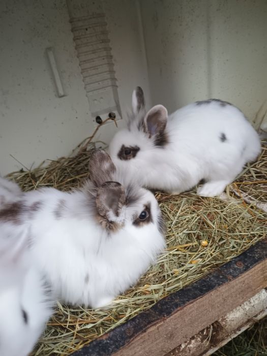 Perechi sau femele pui și maturi