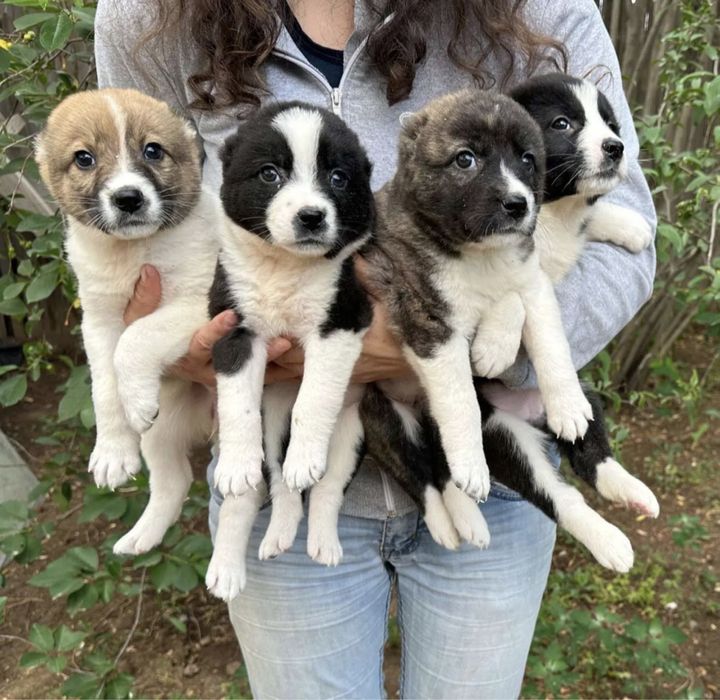 Щенки Алабая