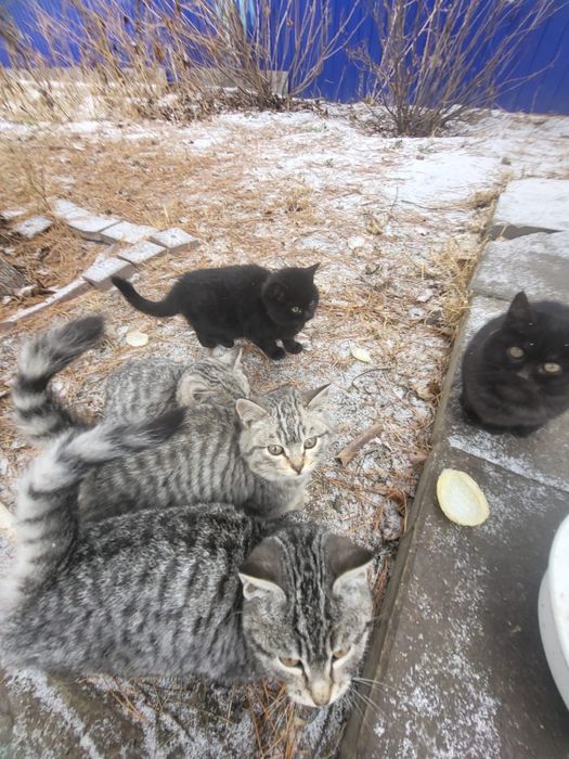 отдам в добрые руки