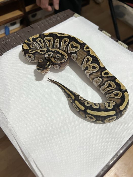 CornSnake & Piton Ball