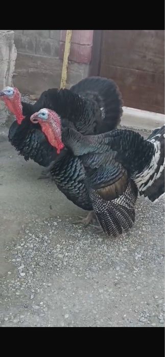 Индюк балапандары сатылады