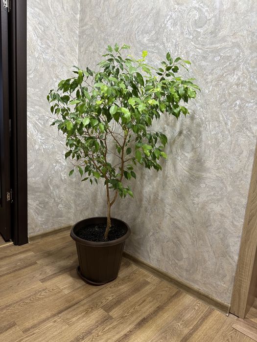 Фикус Бенджамина большой