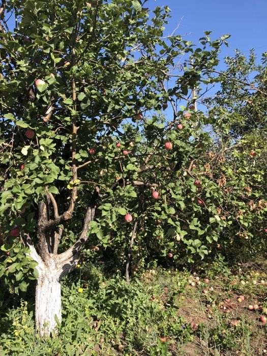 Дача за Новеньким