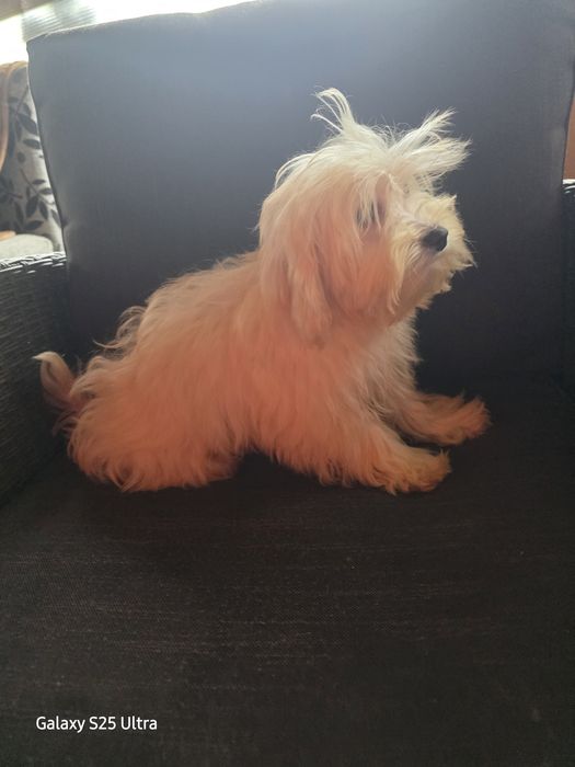 Момче и момиче малтипу